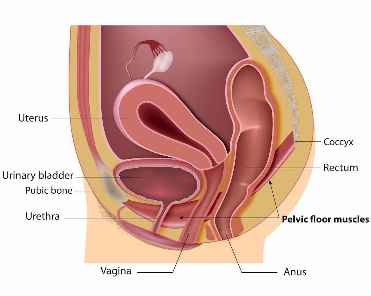 anatomie du plancher pelvien